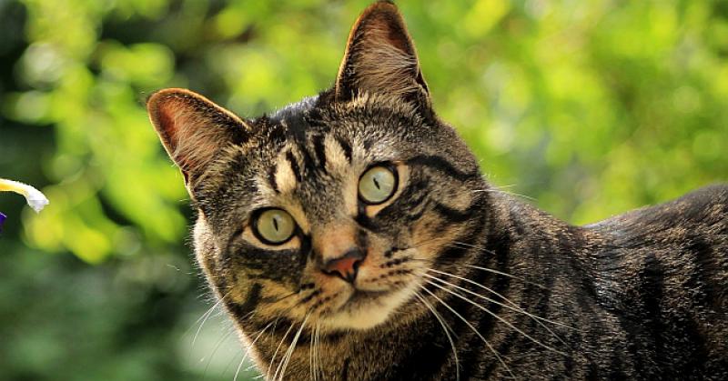 HRVATICA IZ CHICAGA Djeci Đurđevca oporučno ostavila 30.000 dolara, a svojim mačkama gotovo pola milijuna