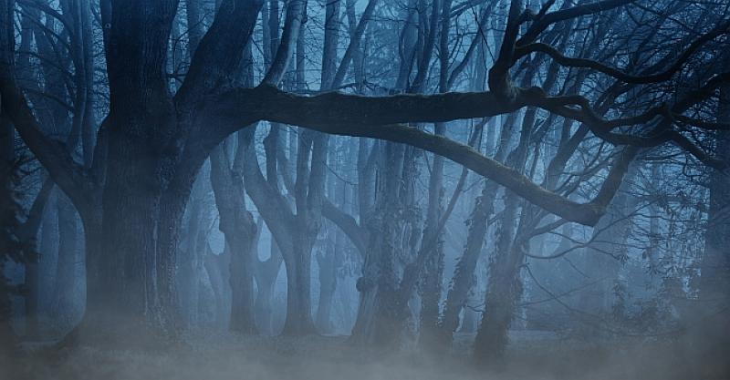 PRIČA STRAVE SA SRETNIM ZAVRŠETKOM Dječak zaspao u autobusu nakon škole, probudio se u mraku u šumi