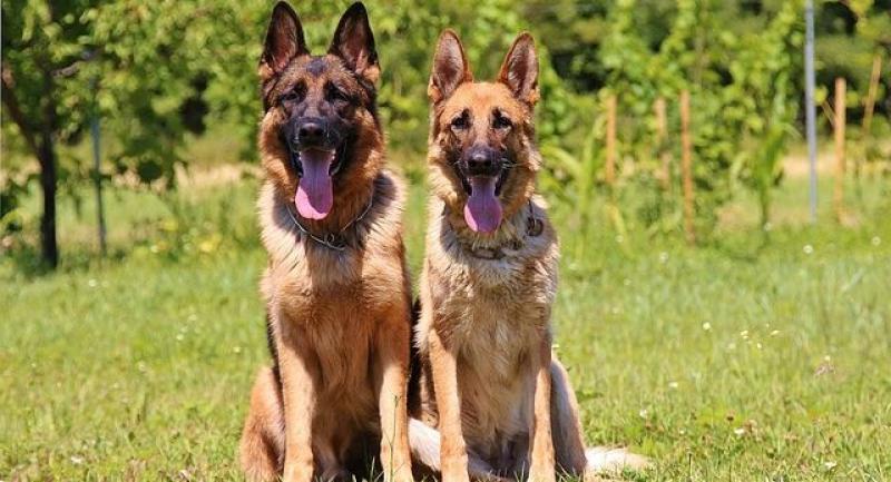 POSEBNO ISTRENIRANI PSI Na Velebitu pronašli tijela iz vremena prije Krista