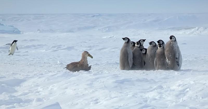 (VIDEO) SVATKO MOŽE BITI JUNAK Ratoborni pingvin će vas nasmijati i oduševiti svojim herojskim pothvatom