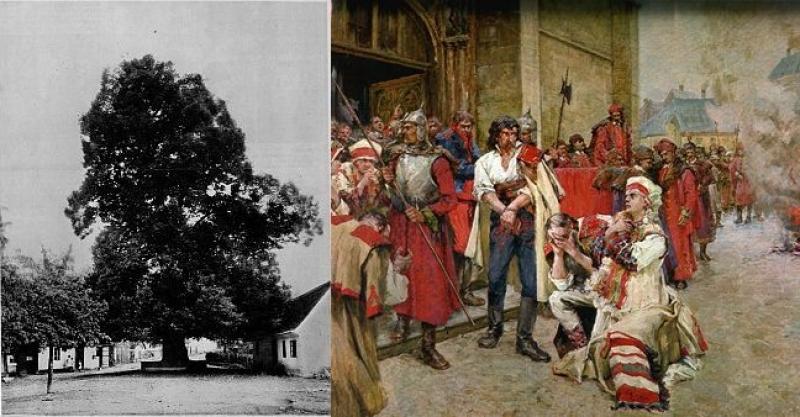 GLASUJTE Drvo koje ima posebno mjesto u hrvatskoj povijesti nominirano za europsko drvo godine