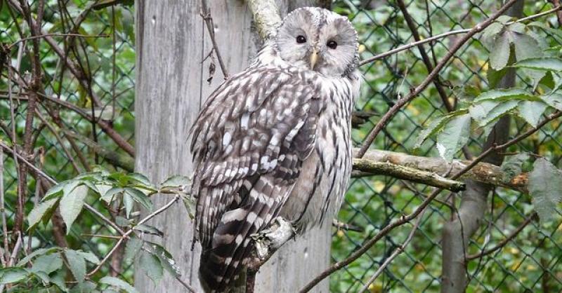 NESVAKIDAŠNJE SPAŠAVANJE U ZAGREBU Uralsku sovu napale vrane, s drveta ju spuštali vatrogasci