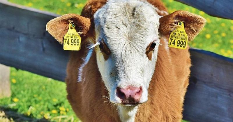 (VIDEO) TELE U 'DAS AUTU' Hercegovac vozio neobičnog putnika na stražnjem sjedalu