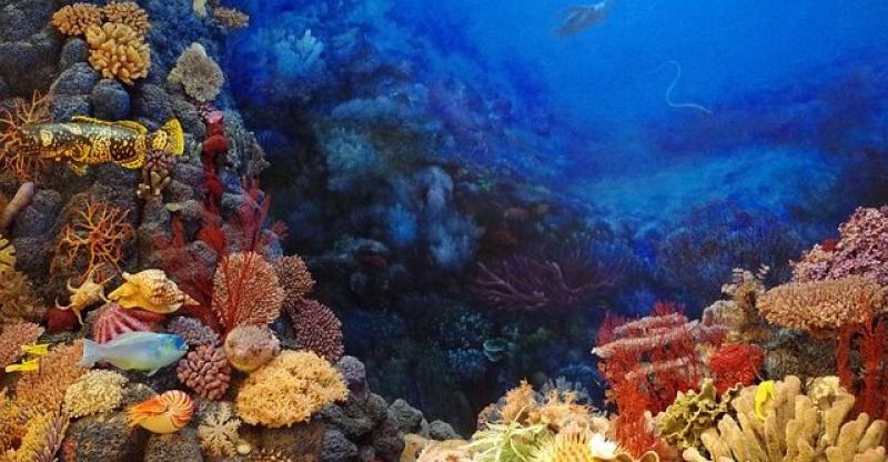 PRONAĐEN PRVI KORALJNI GREBEN U JADRANU Nikad nisam mislio da ću ga pronaći odmah do svoje kuće