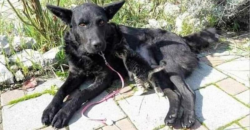 POZIV KOJI NAS JE ŠOKIRAO 'Idemo u Njemačku! Mi bi vratili Libby...'