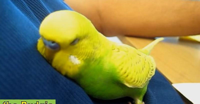 (VIDEO) PRESLATKA PAPIGA Uspavljivala sama sebe pričajući pa zaspala na vlasniku