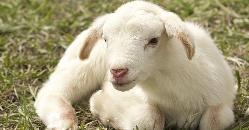 JANJE SA ŠEST NOGU Rođeno kraj Srebrenice