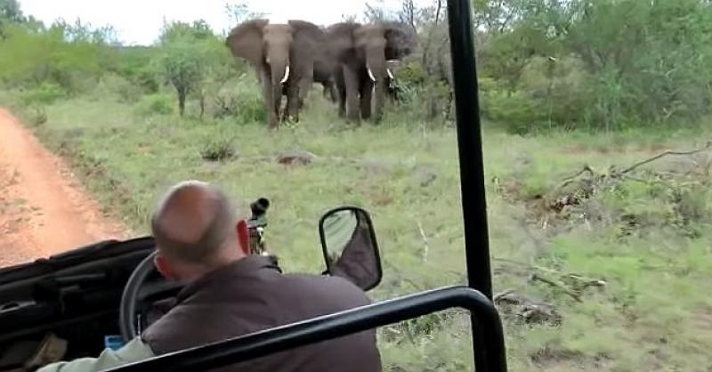 (VIDEO) OKRUŽILO IH KRDO VRLO LJUTIH SLONOVA Od sigurne smrti spasio ih je nevjerojatno hladnokrvan vodič
