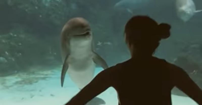 (VIDEO) NASMIJALA JE DUPINA Pogledajte trikove uz pomoć kojih je djevojka izmamila osmijeh dupina