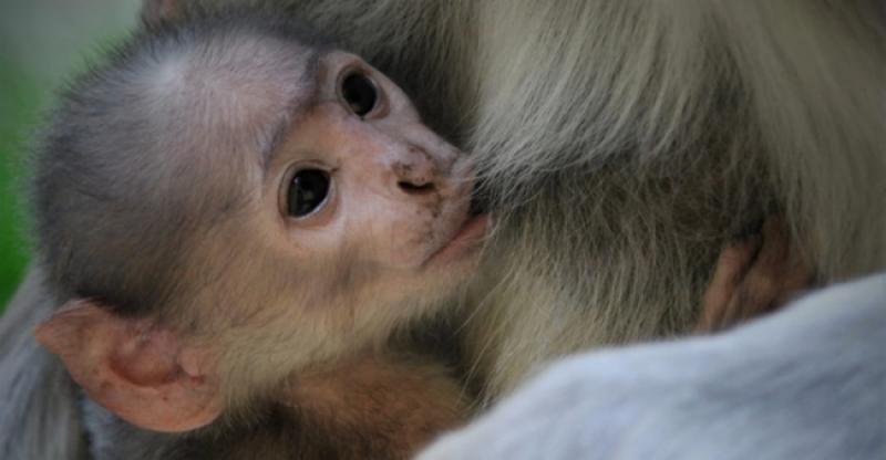 LIJEPE VIJESTI IZ HRVATSKE Zagrebački zoološki vrt dobio novo mladunče