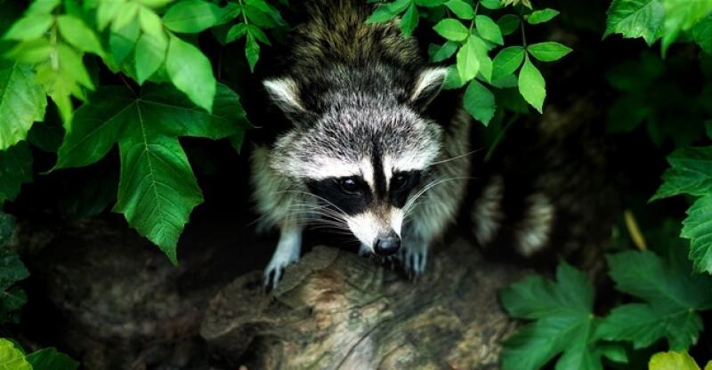 ZOO VRT U HEIDELBERGU IMA NOVOG STANOVNIKA Nepozvano im se uselio divlji rakun
