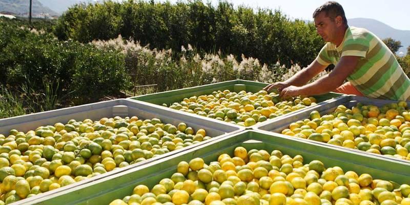 LIJEPA VIJEST ZA HRVATSKE PROIZVOĐAČE Danas je na Vladi usvojen Program potpore za mandarine
