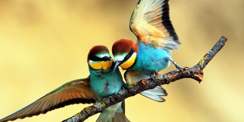 (FOTO) IZ TOPLIJIH KRAJEVA AFRIKE VRATILA SE VLASTELICA Zaštitni simbol Ninske lagune