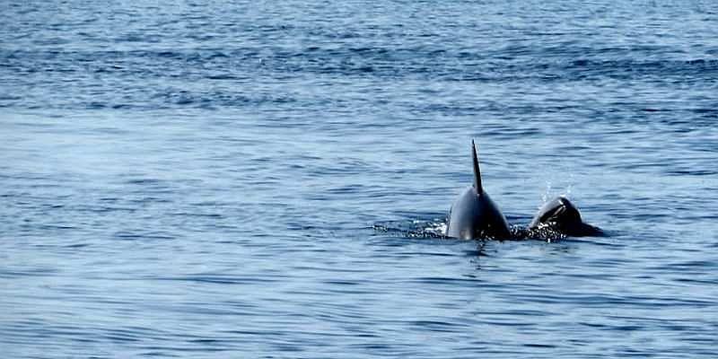 FOTOGRAFIJA DANA Zaigrani delfini obradovali danas kupače na Murteru!
