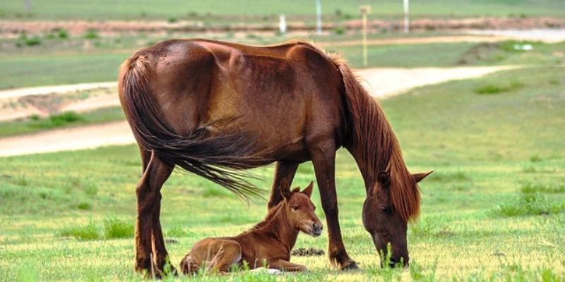 (NJEMAČKA) MOLE SE GRAĐANI ZA POMOĆ Kobila Haflinger brutalno silovana u Kasselu! Policija otkrila odvratne tragove u području genitalija