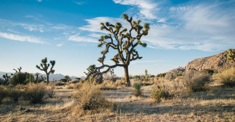 JOŠUINO DRVO MOGLO BI NESTATI Zbog klimatskih promjena
