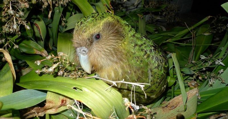 (VIDEO) UNIŠTILI PTIČIJI SVIJET Novozelandskim bi pticama trebalo 50 milijuna godina da se oporave od ljudi