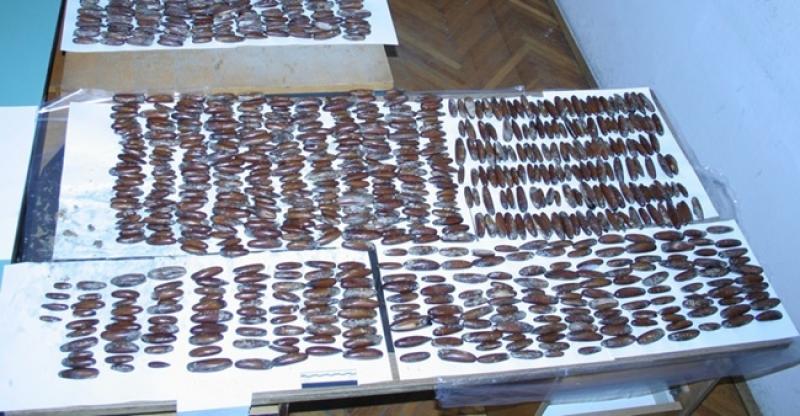 ZABRANJENA ŠKOLJKA Muškarac uhićen zbog izlova gotovo četiri kilograma prstaca na Hvaru