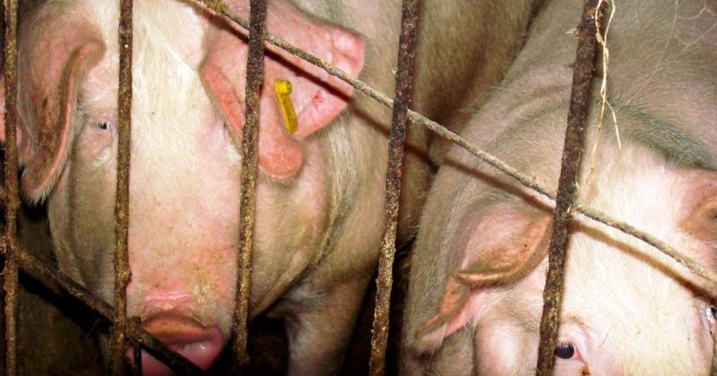 ZARAZNA I NEIZLJEČIVA BOLEST ŽIVOTINJA U Srbiji službeno potvrđena afrička svinjska kuga