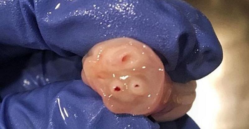 STVORENI SMO ČUDESNO I ova fotografija pokazuje to