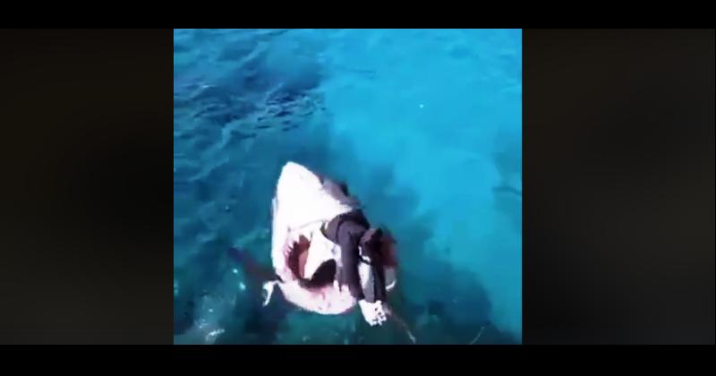 SKOČIO U RALJE MORSKOG PSA I PREŽIVIO Ne vjerujete? Onda pogledajte ovaj video