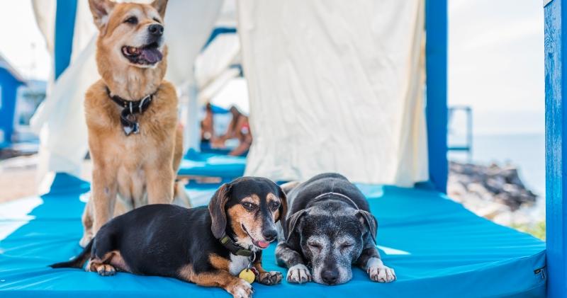 VESELA JESEN UZ CRIKVENICA 4 PETS Tri godine manifestacije posvećene kućnim ljubimcima