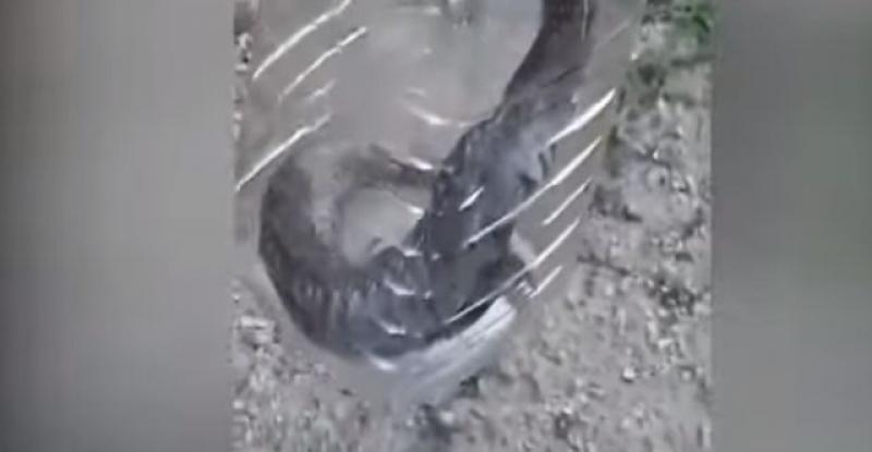 (VIDEO) HERCEGOVAC ULOVIO POSKOKA Ali to nije ništa čudno, već ono što je uslijedilo