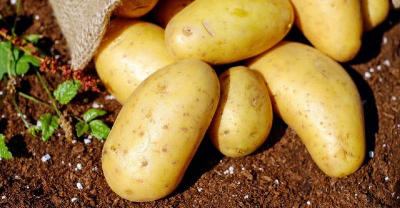 HRVATSKU ĆE 'ZATRPATI' STARIM KRUMPIROM Koji stiže iz Njemačke