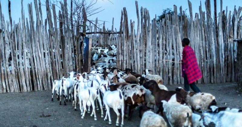 (KENIJA I TANZANIJA) ČUVENO PLEME MASAI Njihove žene skoro pa su robinje i roba. Vrijednost im se mjeri u djeci koju će roditi, a plaća u kravama