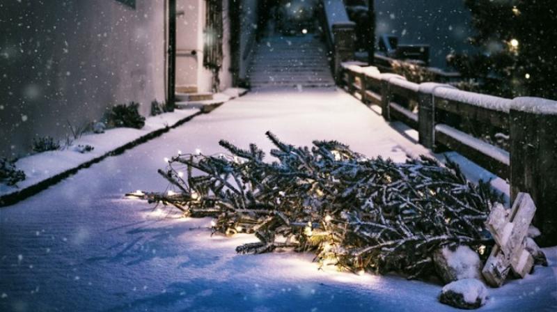 ZAŠTO NIJE OBRATNO? Iz Hrvatske izvezli božićnih drvaca u vrijednosti od tisuću eura, a uvezli za 215 tisuća