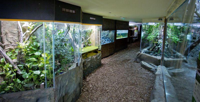 ZAGREBAČKI ZOO JEDINI NA SVIJETU S ČOVJEČJOM RIBICOM Posjetitelji mogu vidjeti jednog od najzanimljivijih vodozemaca