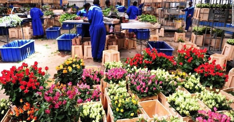 KENIJA – DOMOVINA NAJLJEPŠIH I NAJMIRISNIJH RUŽA ‘Čovjek koji je u Hrvatsku izvozio kenijske ruže, propao je nakon ulaska naše zemlje u EU’