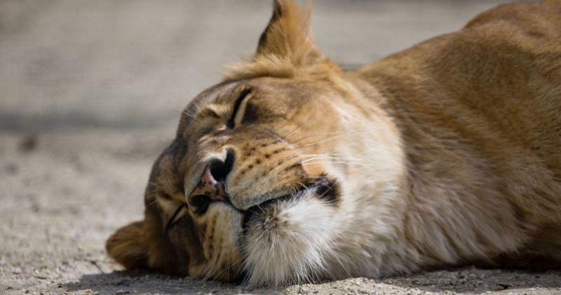 MA TKO SPAVA ZIMI?! Pogledajte predivne životinje u ZOO-u i otkrijte kakvi su apetiti čovječje ribice, lava, krokodila...
