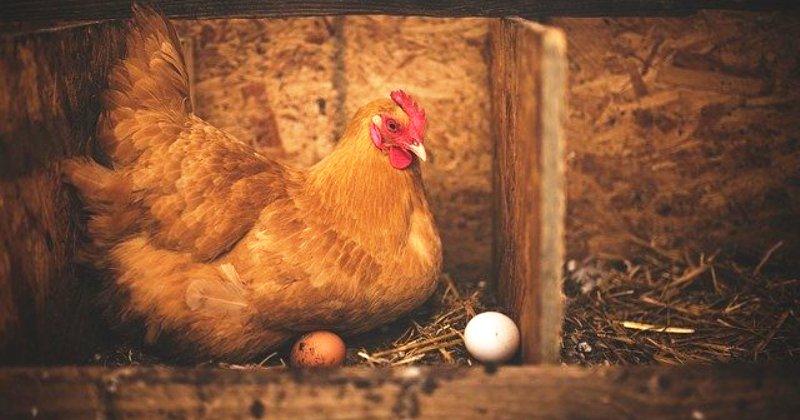 AKO NE PATITE OD ALERGIJE Konzumiranje jednog jaja dnevno ne utječe na zdravlje srca