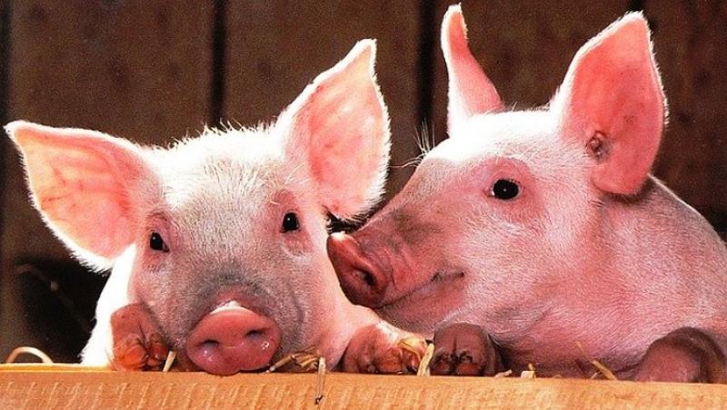 NAJNOVIJE IZ HRVATSKE Od 1. travnja obvezna prijava klanja svinja za vlastite potrebe