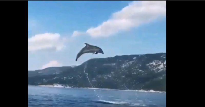 (VIDEO) POGLEDAJTE ZAIGRANE DELFINE Snimljeni su prije par dana na Cresu!