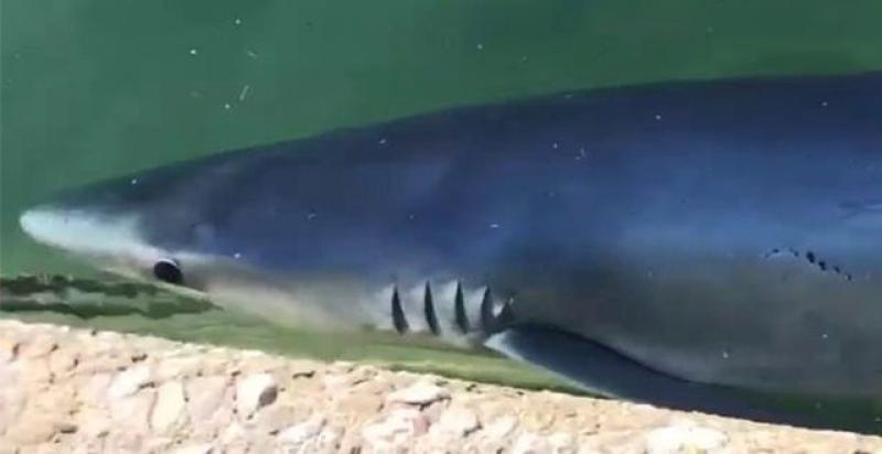 (VIDEO) NESVAKIDAŠNJI PRIZOR U CRIKVENICI Snimili opasnog morskog psa tik uz obalu