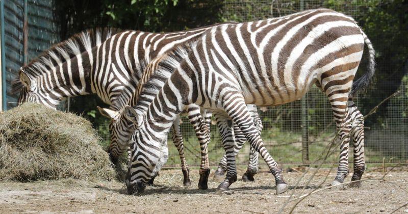 OTVARA SE ZOOLOŠKI VRT U ZAGREBU Istodobno može biti najviše 400 posjetitelja koji žele vidjeti životinje