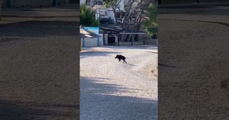 (VIDEO) NESVAKIDAŠNJI PRIZOR U BAŠKOJ VODI Na plaži ih iznenadila divlja svinja