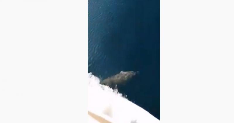 DOBILI SMO PREDIVAN VIDEO Ovi putnici prema Kornatima imali su privilegiju uživati u igri dupina