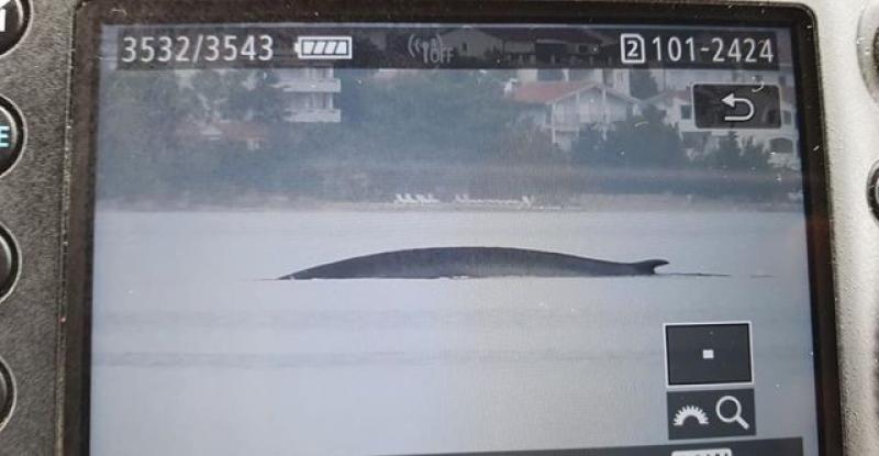 (FOTO) VELIČANSTVEN PRIZOR U Velebitskom kanalu pronašli 15-metarskog kita