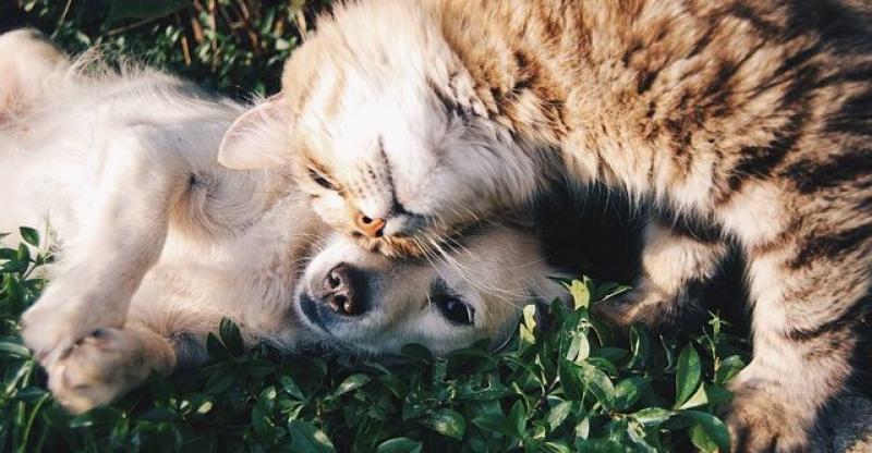 TKO IMA UHO DA ČUJE, NEKA ČUJE 'Često vidim kako muškarce i žene ljube njihovi psi...'