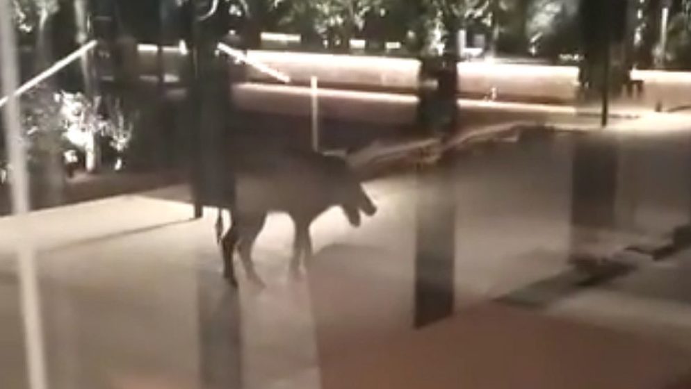 (VIDEO) Iznemogla životinja doteturala do vrata resorta na Hvaru