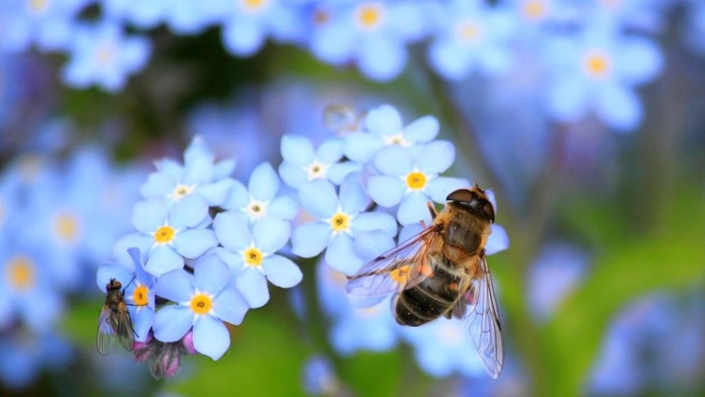 Australska studija pokazala da pčelinji otrov uništava stanice raka dojke