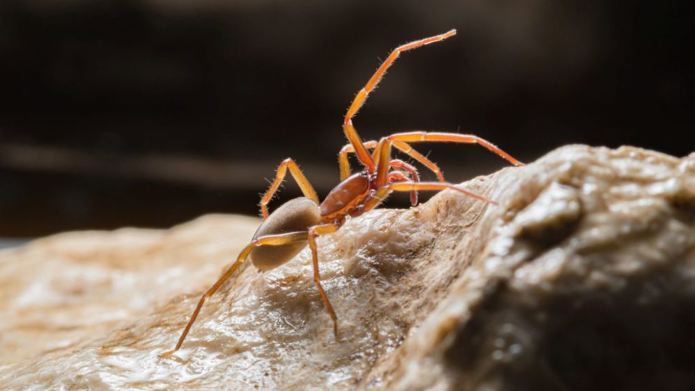 Otkrili novu vrstu pauka pa ga nazvali po najjačem Hrvatu