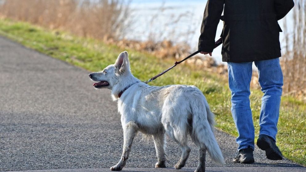 Nizozemci se javljaju za šetanje pasa da zaobiđu prvi policijski sat