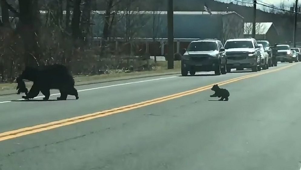 (VIDEO) Svi su se raznježili na ovaj video: Medvjedica zaustavila promet kako bi prebacila mladunčad