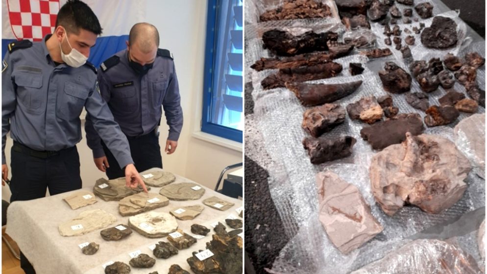 Fosile stare 15 milijuna godina Slovenac pokušao prokrijumčariti iz BiH, uhvaćen na hrvatskoj granici