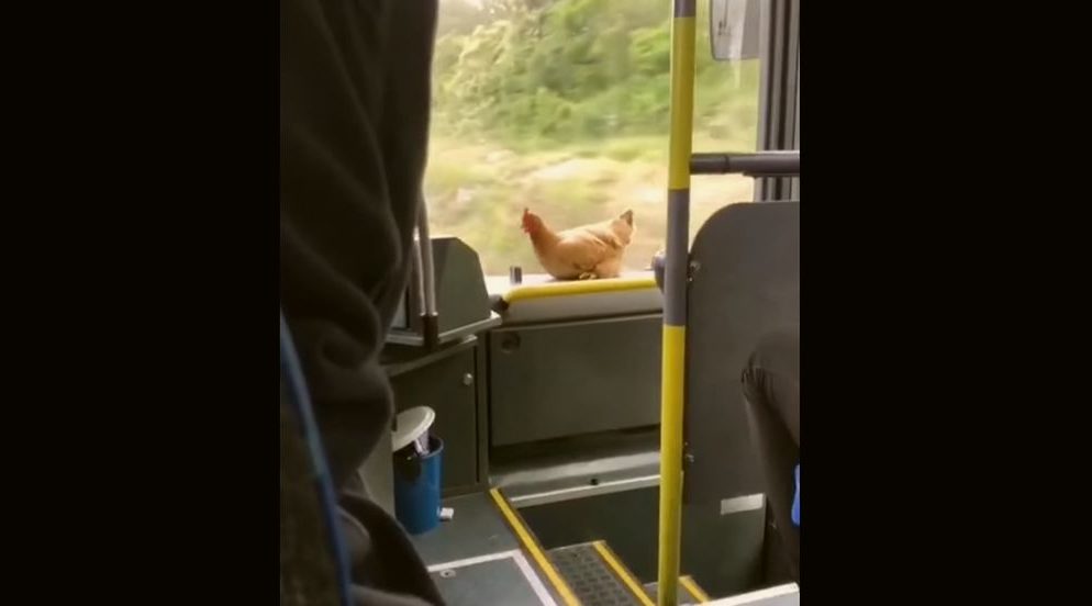 (VIDEO) Kokoš trebala prijevoz do Zadra – pogledajte urnebesan video vožnje ‘pernate putnice’ u autobusu