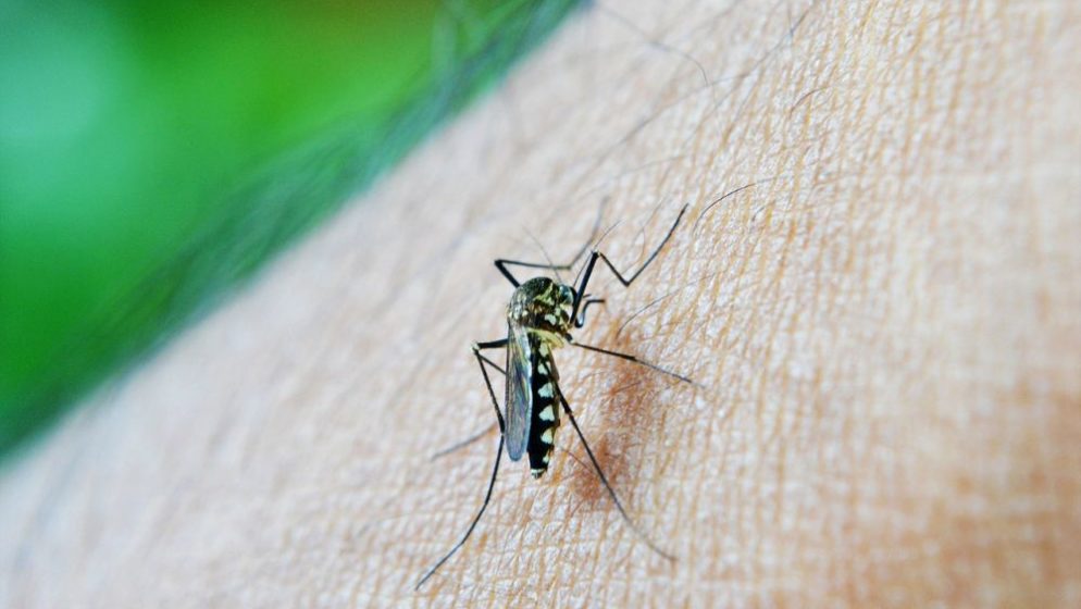 U prirodu pustili genetski modificirane komarce kako bi zaustavili viruse